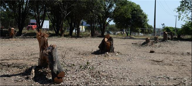 Árvores cortadas terão de ser plantas em dobro
