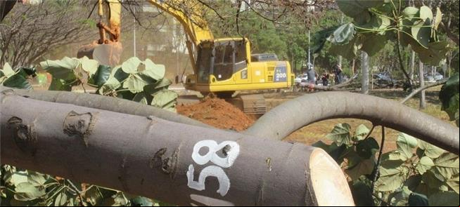 Corte de árvores no Parque da Cidade para a constr