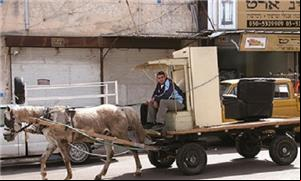Lei proíbe usar animais para transportar cargas em