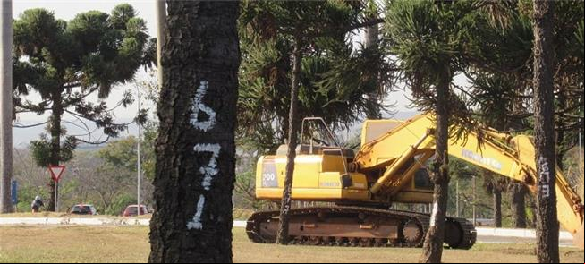 Máquinas já derrubam arborização na área