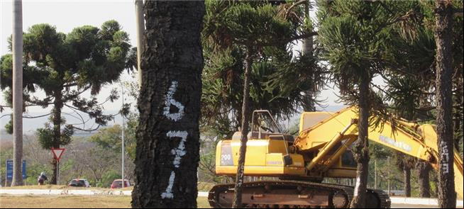 No Parque da Cidade, os pinus marcados para morrer
