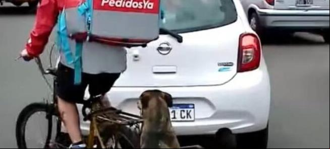 O fiel amigo sempre acompanha Alejandro nas entreg